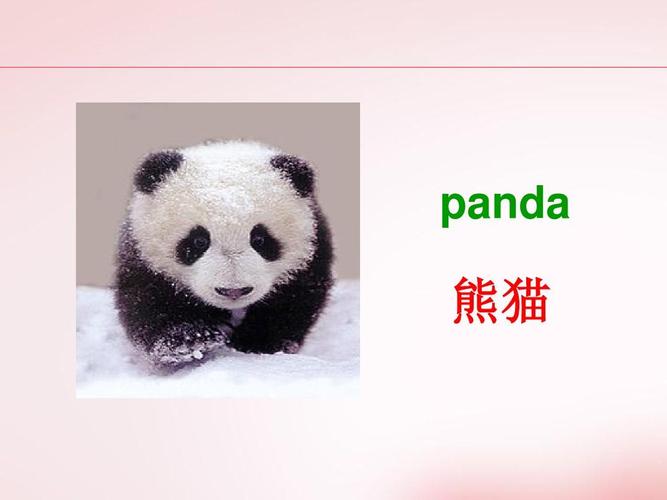 小熊猫英文名