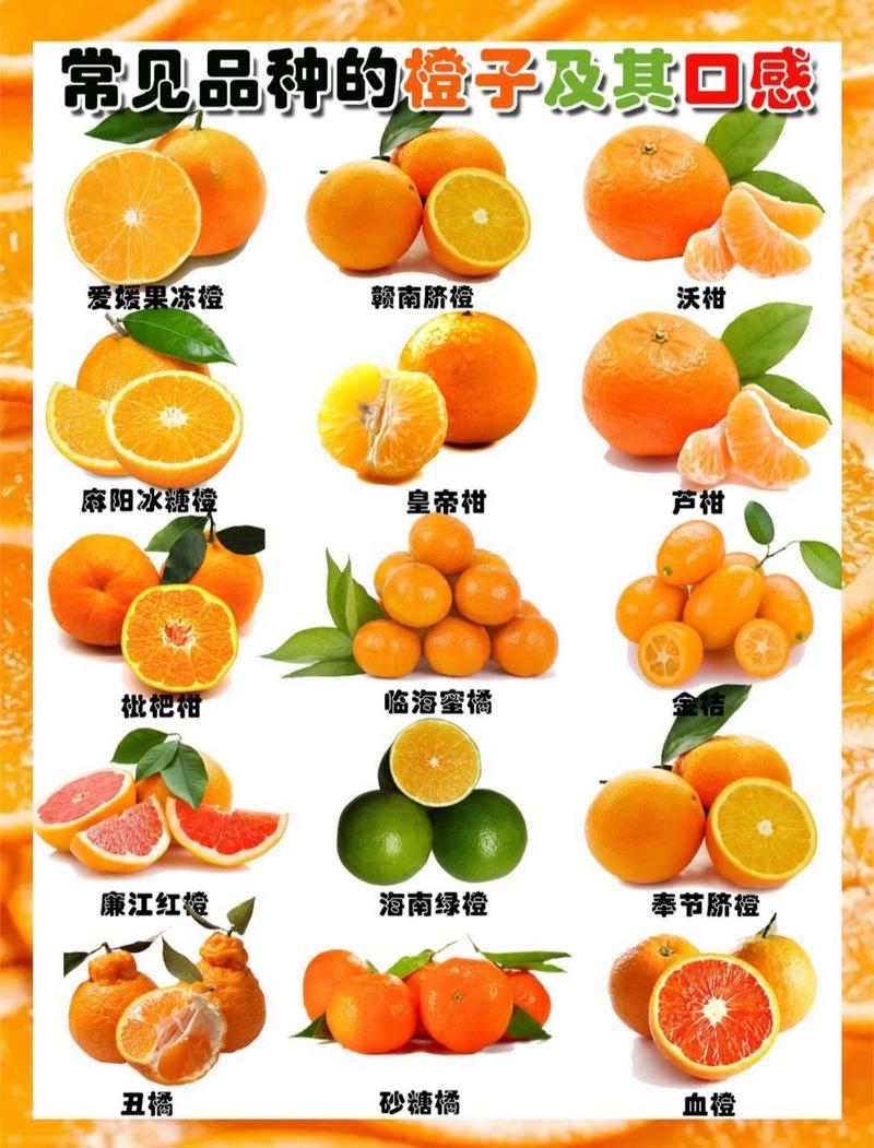 橙子的种类有哪些