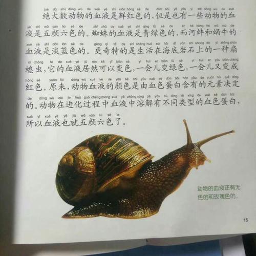 蜗牛的拼音