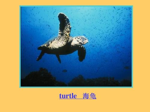 海龟的英文的相关图片