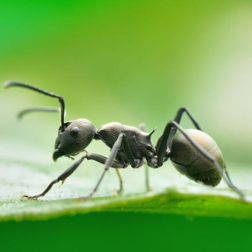 蚂蚁与蜜蜂的相关图片